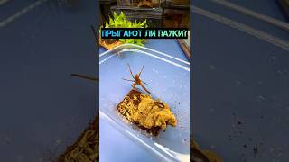 Прыгающий паук vs таракан 🕷️ Cupiennius salei Tiger Wandering Spider shorts spider tarantula [upl. by Ahsiena134]