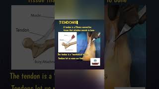 TendonsFreeMedicalEducationld3sfnursingmedicalviralshortsmbbsyoutubeviralshortsNurses [upl. by Hittel725]