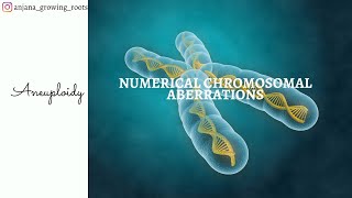 Numerical Aberrations  Aneuploidy  Hypoploidy  Hyperploidy  Monosomy  Trisomy  Nullisomy [upl. by Adnama]