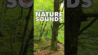 💚 Nature Sounds Nature Sounds Forest shorts 161 nature forestnaturesoundsrelaxation waterfall [upl. by Assenyl]