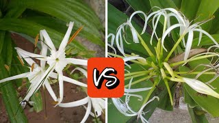 Hymenocallis littoralis Vs Crinum asiaticum know the difference जानिए क्या है अंतर Spider lily [upl. by Taryne]