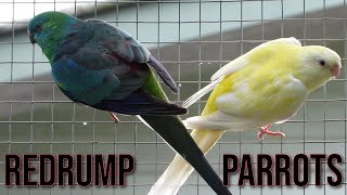 Red Rump Parrot Compilation [upl. by Krilov]