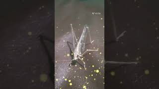 Tidde ka bayan tiddi tidda amazingfacts insects insect insectivorous tiddu [upl. by Nagaek]