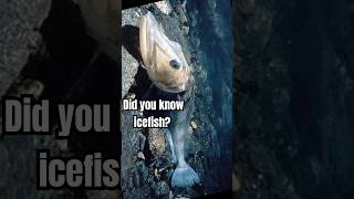 Did you know icefish [upl. by Lola]