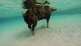 Swimming Pigs from Pig Island in The Bahamas [upl. by Anwad]