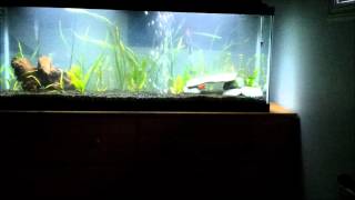 50 Gallon Tropical Freshwater Fish Tank [upl. by Laen]