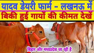 Top quality sahiwal cow cheap priceyadav dairy farm lucknowdairy farm karnaldairy farm up [upl. by Ahsenad]