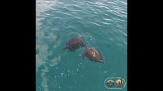 Mesmerizing Drone Footage of Sea Turtles Mating in Their Natural Habitat [upl. by Steven520]