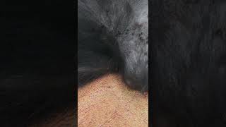 Flea and tick infested dog rescuedandloved [upl. by Assetniuq]