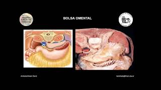 E3  Bolsa Omental  Anatomía 2  FMed UBA [upl. by Drona]