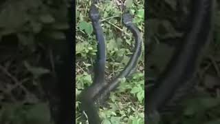 The deadly snakes Banakonquot🐍Philippinescobra followme 👍🏻 Trendingshortvideo🔥 [upl. by Euqnom743]