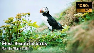 Atlantic Puffin – Discover the Charming and Colorful Seabird of the North Atlantic [upl. by Nodnart148]