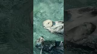 6 Months Sober with SEA OTTERS seaotter sober soberlife cuteanimals seaotters funnyanimals [upl. by Ahsaret]