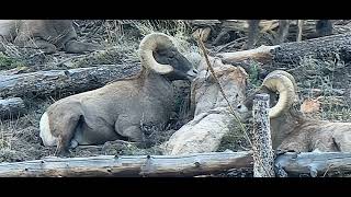 Flying W Ranch in Colorado Springs Colorado [upl. by Kiran]