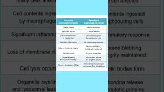 Apoptosis vs Necrosis in short biology cellbiology [upl. by Irrem990]