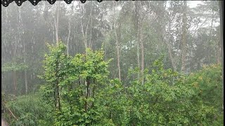 🌩 HEAVY RAIN IN THE VILLAGE RAIN WITH WIND AND THUNDERRAINFOREST Relax 13 [upl. by Adan712]