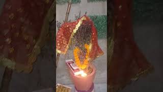 music song love tulsi tulsivivah worship hindudeity hindugod puja [upl. by Laynad]