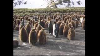 Antarctica An Expedition Cruise by Tony Soper Part 12 [upl. by Aicirpac92]