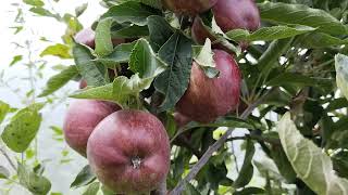 Supercheif apple in 7200 feet on 24 July 2023 [upl. by Tegdirb95]