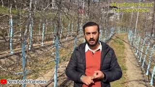 what is the distance between plants in HDP UHDP and Medium Density Orchard by avnish Chauhan [upl. by Mroz]