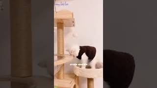 😸 Funniest Animals 2024 🤣😅 New Funny Cats Videos 😸🐶 Part 776 [upl. by Llenreb369]