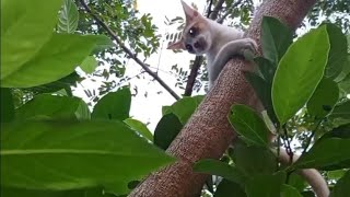 Cute cat runs up tree and plays🤣 New funny animals video 😼 [upl. by Notxed]