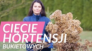 ✂️ Cięcie hortensji bukietowych Jak przycinać hortensje na wiosnę [upl. by Nosneb]