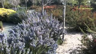 Rosemarinus Officinalis Tuscan Blue [upl. by Lola]