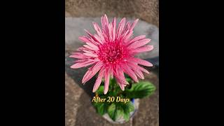 Growing Gerbera Flower very easy short Gerbera flower [upl. by Dean]