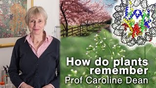 How do plants remember  Professor Caroline Dean [upl. by Ellery]