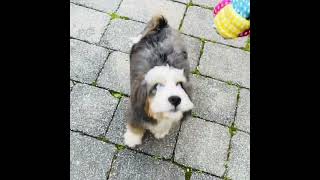 A Blue Merle Bernedoodle Poodle Mix dog playing fetch puppy [upl. by Naellij694]