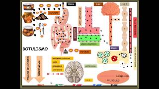clostridium botulinum BOTULISMO [upl. by Wayolle328]