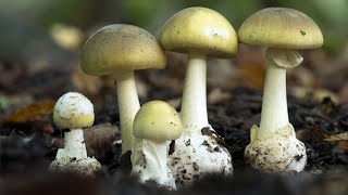 Amanita phalloides riconoscere un fungo mortale [upl. by Ainevuol]