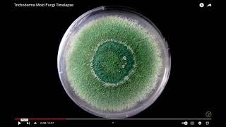 Growth Nature of Trichoderma Fungi  Review Video of EverymanBio [upl. by Ettolrahc]