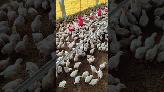 2nd week completed Chicks Growth poultry poultryfarming farming trending chicks shorts [upl. by Aldin]