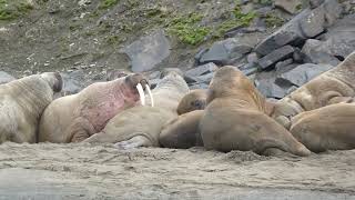 Walrus in the mist Spitsbergen [upl. by Alyakam]