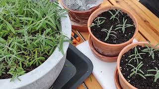 How I Grow More Lavender For Less  Propagating Lavender  Lavender Propagation Tips  MattMagnusson [upl. by Leba]