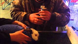 Tattooing rabbits ears with the Grand Champion tattoo kit  Jumping Jackalopes Rabbitry [upl. by Ennailuj500]