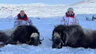 Musk ox hunting in Greenland  Jagt på moskusokse i Grønland  Jagd auf Moschusochsen in Grönland [upl. by Yacano243]