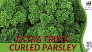 EXTRA TRIPLE CURLED PARSLEY Petroselinum crispum  Culinary Elegance in Your Herb Garden [upl. by Ignace537]