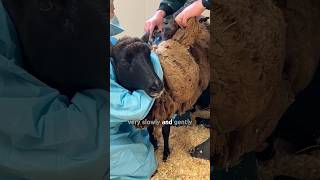 Sheep with overgrown wool gets a haircut [upl. by Abigail]