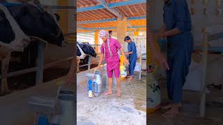 Cow Farm milking time india viralvideo trendingshorts usa [upl. by Senalda]