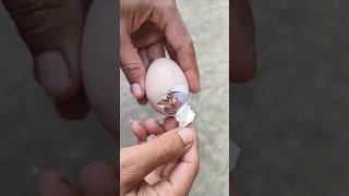 Saved chicks life Successfully chick hatching [upl. by Titos]