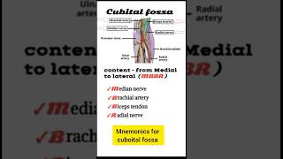 Cubital Fossa Anatomy  Mnemonic MBBR for Medial to Lateral Structures  Medico Quiz [upl. by Nolyaj]