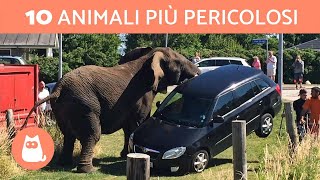 I 10 ANIMALI più PERICOLOSI del MONDO [upl. by Kreegar]