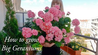 How to Grow Big Geraniums  Complete Careguide [upl. by Sayre]