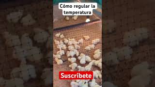 Regular temperatura pollosdeengorde gallinas pollo gallinasponedoras [upl. by Denman]