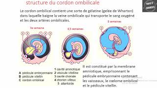 Physiologie du cordon ombilical [upl. by Frendel]