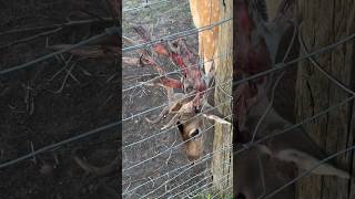 Deer Bonehead Shedding His Velvet Antlers [upl. by Bren]