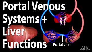 Portal Venous Systems Hepatic Portal System and Liver Functions Animation [upl. by Schenck]